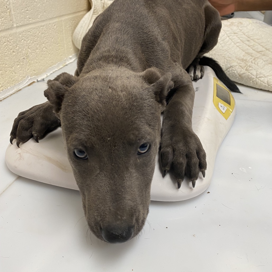 Shelter Stray Female Dog last seen , 2350 Appling City Cove, Memphis, TN 38133, USA