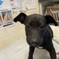 Shelter Stray Female Dog last seen , 2350 Appling City Cove, Memphis, TN 38133, USA