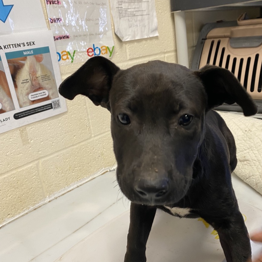 Shelter Stray Female Dog last seen , 2350 Appling City Cove, Memphis, TN 38133, USA