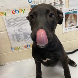 Shelter Stray Female Dog last seen , 2350 Appling City Cove, Memphis, TN 38133, USA