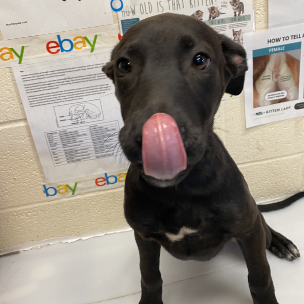 Shelter Stray Female Dog last seen , 2350 Appling City Cove, Memphis, TN 38133, USA