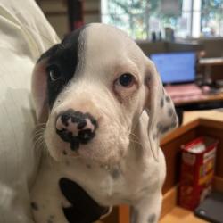 Shelter Stray Male Dog last seen , 5570 Sturmer Park Cir, Winston-Salem, NC 27105, USA
