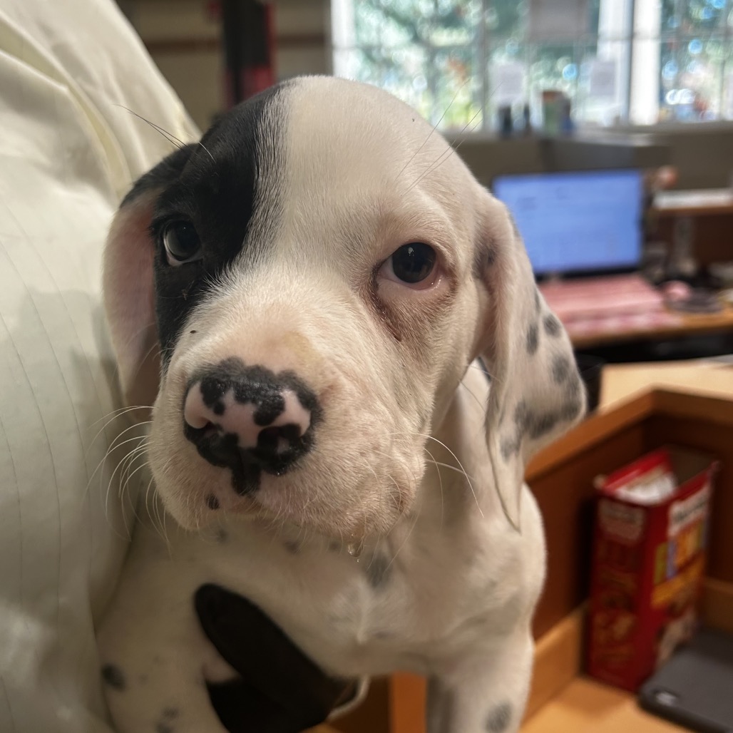 Shelter Stray Male Dog last seen , 5570 Sturmer Park Cir, Winston-Salem, NC 27105, USA