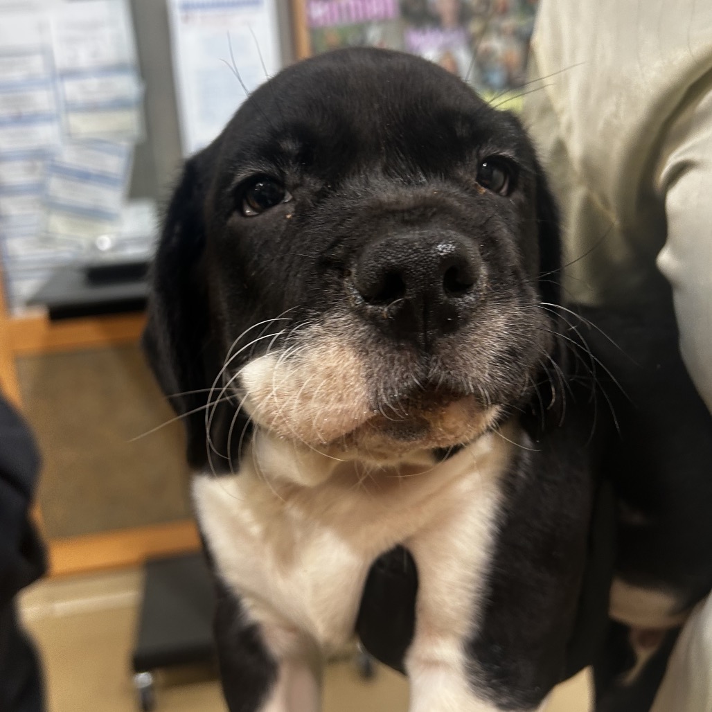 Shelter Stray Male Dog last seen , 5570 Sturmer Park Cir, Winston-Salem, NC 27105, USA
