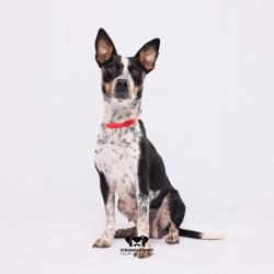 Shelter Stray Female Dog last seen , 3607 N Armenia Ave, Tampa, FL 33607, USA