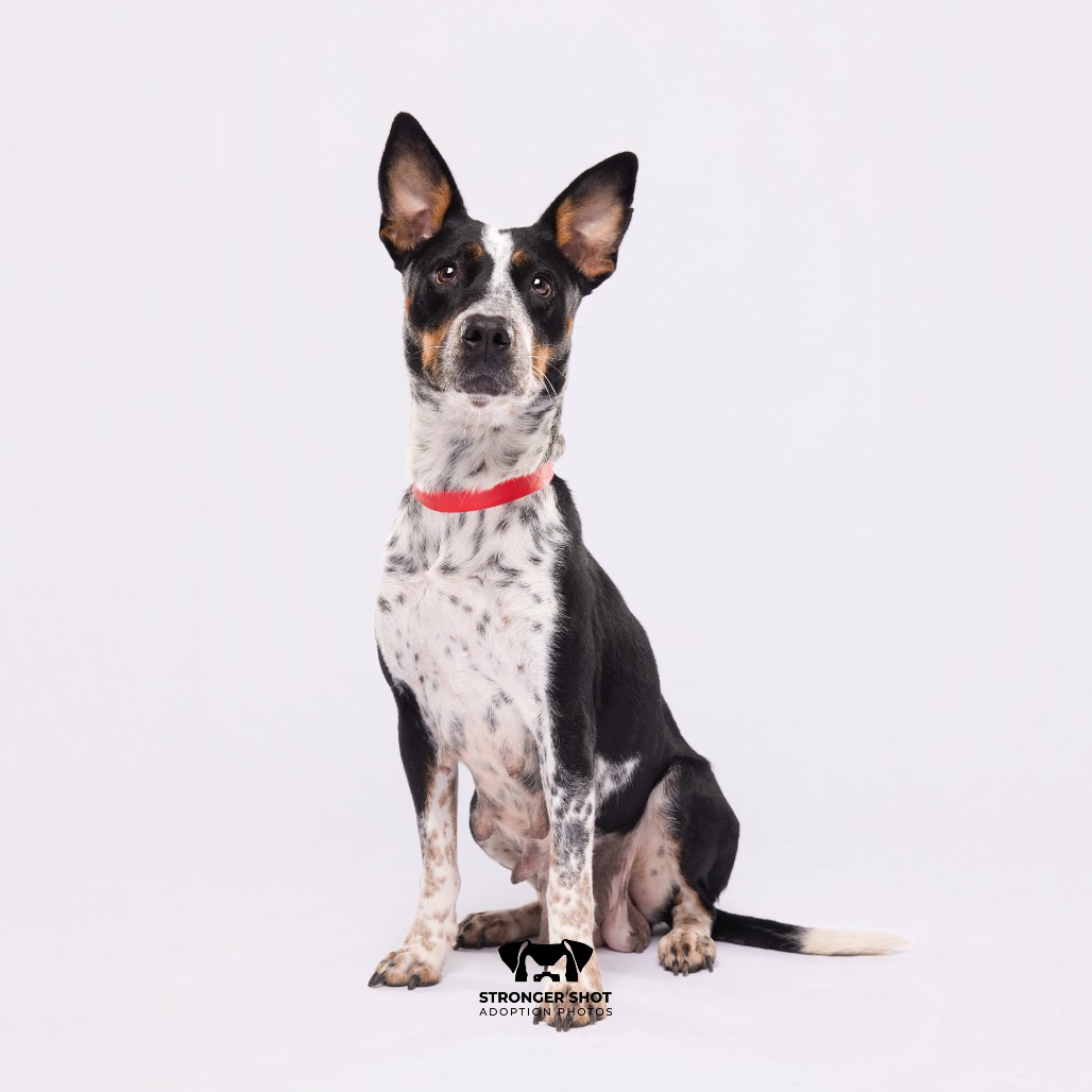Shelter Stray Female Dog last seen , 3607 N Armenia Ave, Tampa, FL 33607, USA