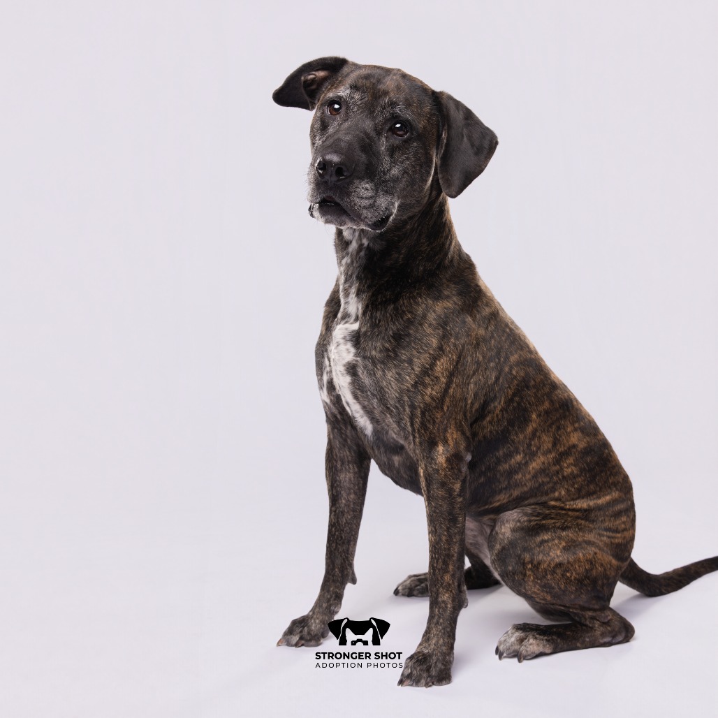 Shelter Stray Female Dog last seen , 3607 N Armenia Ave, Tampa, FL 33607, USA