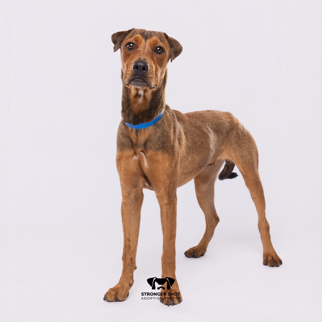 Shelter Stray Male Dog last seen , 3607 N Armenia Ave, Tampa, FL 33607, USA