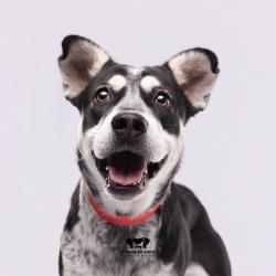 Shelter Stray Female Dog last seen , 3607 N Armenia Ave, Tampa, FL 33607, USA
