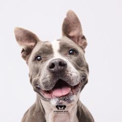 Shelter Stray Female Dog last seen , 3607 N Armenia Ave, Tampa, FL 33607, USA