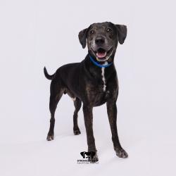 Shelter Stray Male Dog last seen , 3607 N Armenia Ave, Tampa, FL 33607, USA