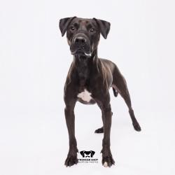 Shelter Stray Male Dog last seen , 3607 N Armenia Ave, Tampa, FL 33607, USA