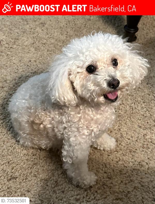 Lost Female Dog last seen Johnson Rd. and Welty Way, Bakersfield, CA 93314