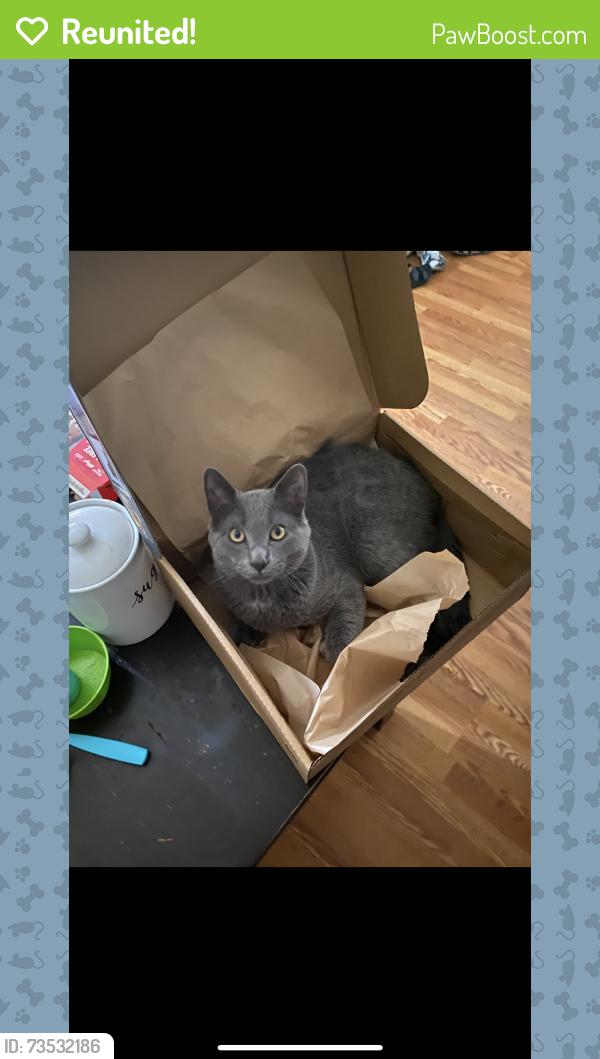 Reunited Male Cat last seen Near 22nd ave nw, Rochester, MN 55901
