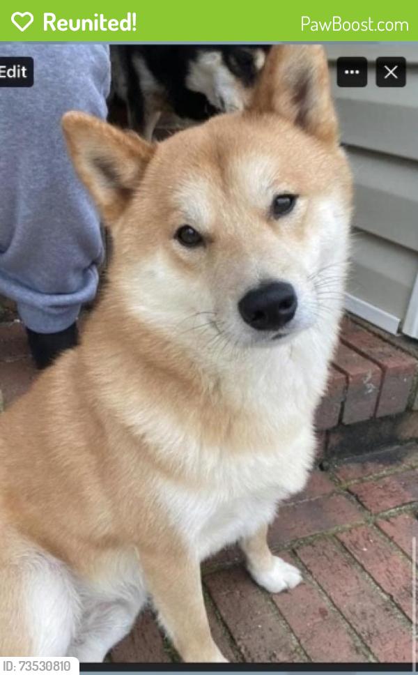 Reunited Male Dog last seen Eileen dr, Spring Lake, NC 28390