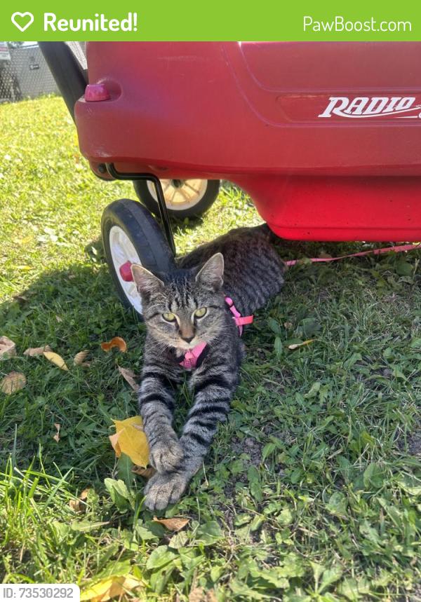 Reunited Female Cat last seen rosenberry drive, Madison, WI 53711