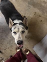 Found/Stray Male Dog last seen Judson, Greenville, SC 29601