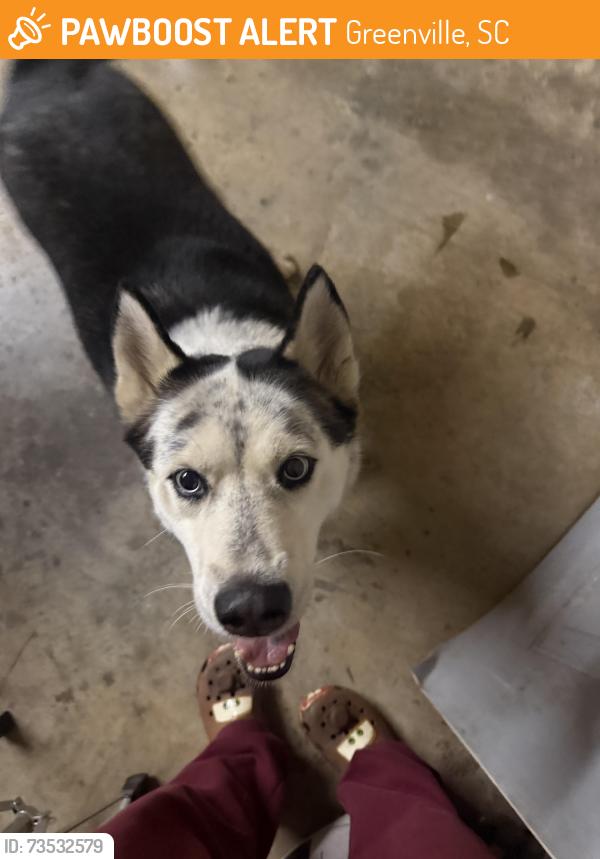 Found/Stray Male Dog last seen Judson, Greenville, SC 29601