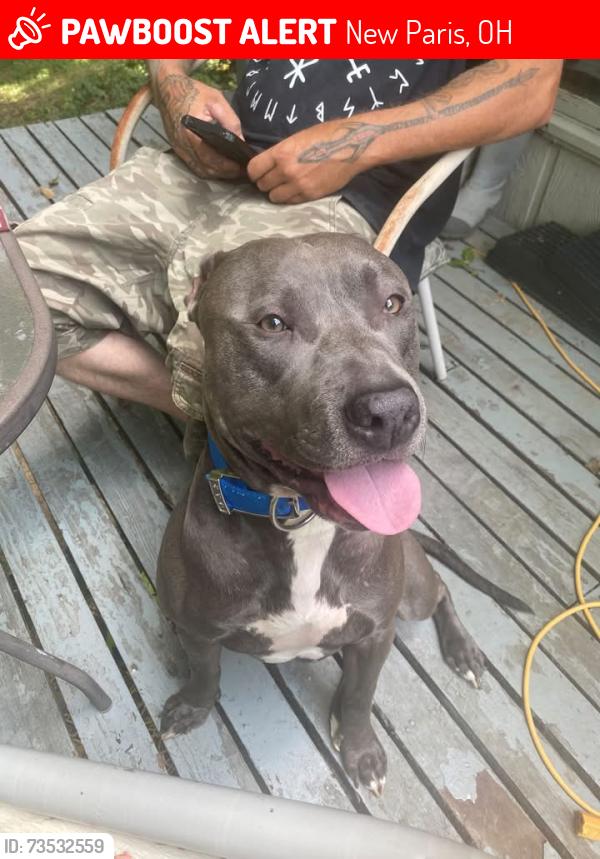 Lost Male Dog last seen Old National and st. Rt. 40, New Paris, OH 45347