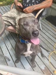 Lost Male Dog last seen Old National and st. Rt. 40, New Paris, OH 45347