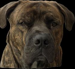 Lost Male Dog last seen Benhoff dr, Maple Heights, OH 44137
