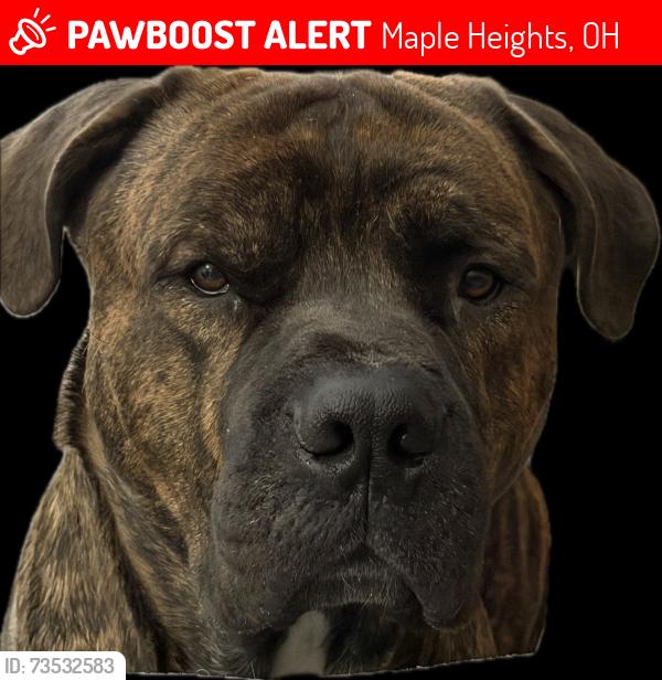 Lost Male Dog last seen Benhoff dr, Maple Heights, OH 44137