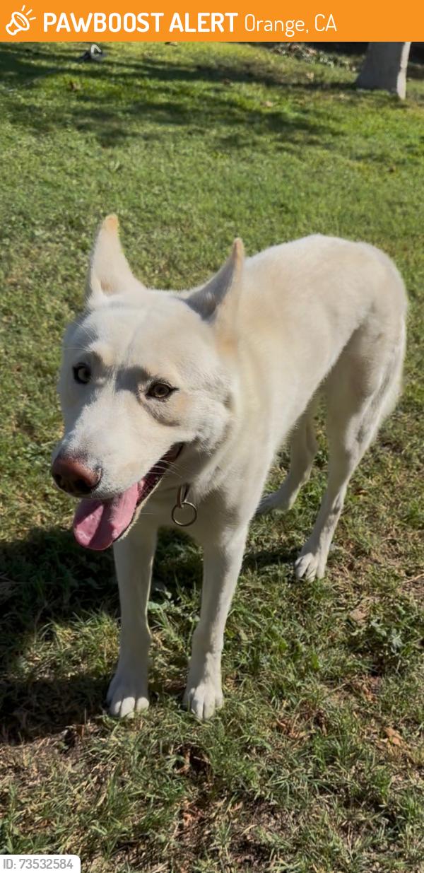 Found/Stray Unknown Dog last seen St. JAMES AND CANAL, Orange, CA 92865