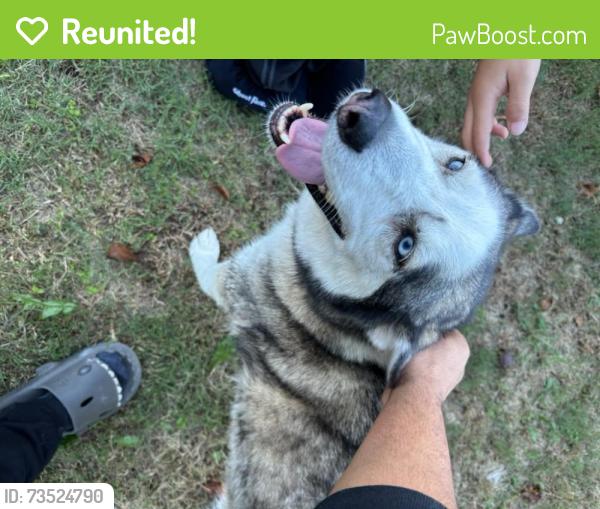 Reunited Male Dog last seen Olrich and 1st street, Rogers, AR 72756