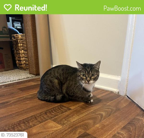 Reunited Unknown Cat last seen Harris teeter on reynolda, Winston-Salem, NC 27106