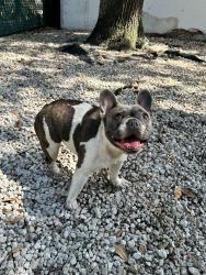 Lost Female Dog last seen N g st lake worth, Lake Worth Beach, FL 33460