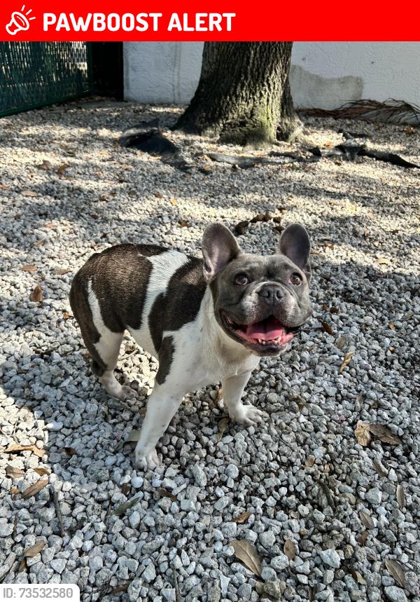 Lost Female Dog last seen N g st lake worth, Lake Worth Beach, FL 33460