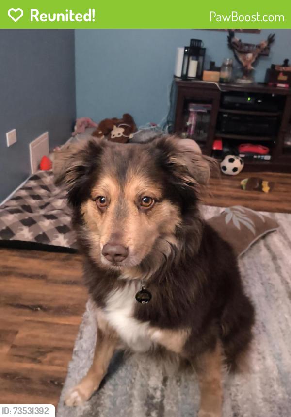 Reunited Female Dog last seen Wilson and Rollins Rd, Ingleside, IL 60041