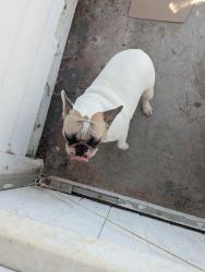 Reunited Female Dog last seen O Ave, National City, CA 91950