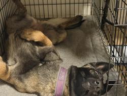 Lost Female Dog last seen Country Place Dr. and country Village Conner of Texas, Conroe, TX 77302
