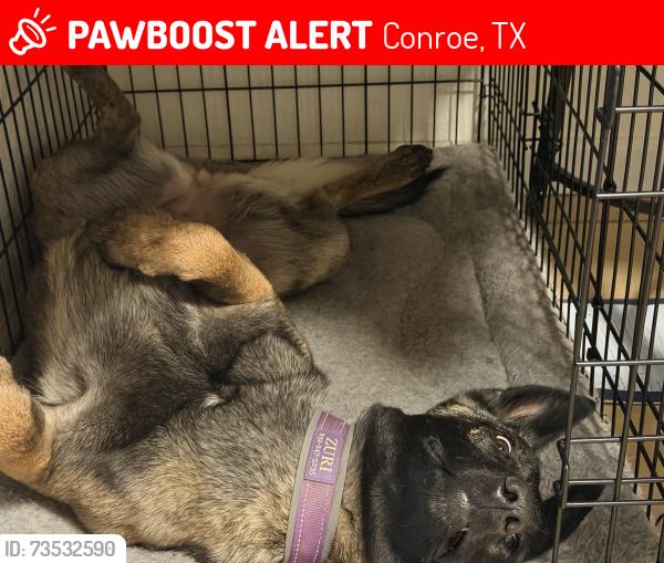 Lost Female Dog last seen Country Place Dr. and country Village Conner of Texas, Conroe, TX 77302