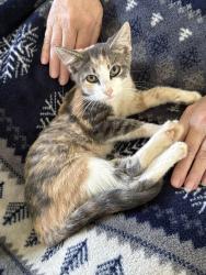 Reunited Female Cat last seen At home, Indianapolis, IN 46236