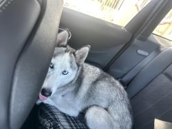 Found/Stray Unknown Dog last seen West Blvd/Hyde Park Blvd, Inglewood, CA 90302