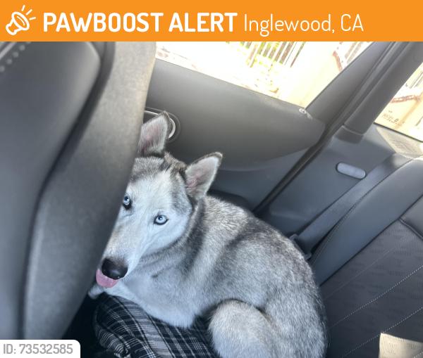 Found/Stray Unknown Dog last seen West Blvd/Hyde Park Blvd, Inglewood, CA 90302