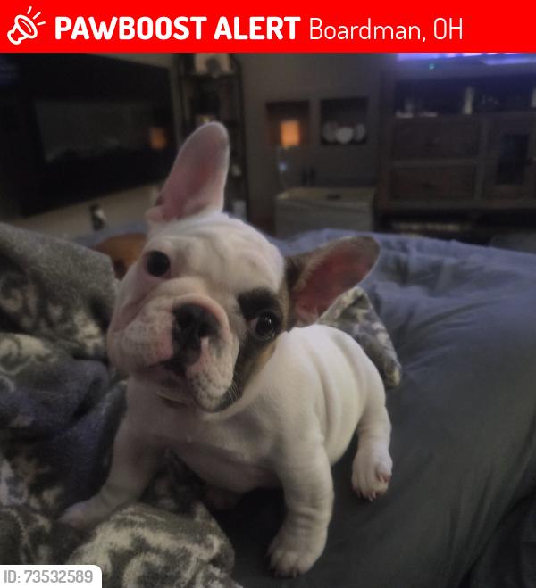 Lost Female Dog last seen Western reserve rd and RT 224, Boardman, OH 44512