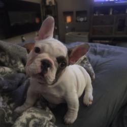 Lost Female Dog last seen Western reserve rd and RT 224, Boardman, OH 44512