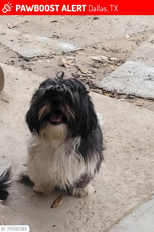 Lost Male Dog last seen Oakcliff nature preserve, Dallas, TX 75233