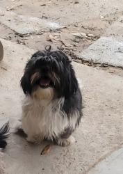Lost Male Dog last seen Oakcliff nature preserve, Dallas, TX 75233