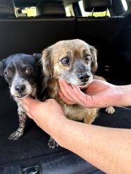 Reunited Male Dog last seen United Supermarket on 82nd, Lubbock, TX 79424