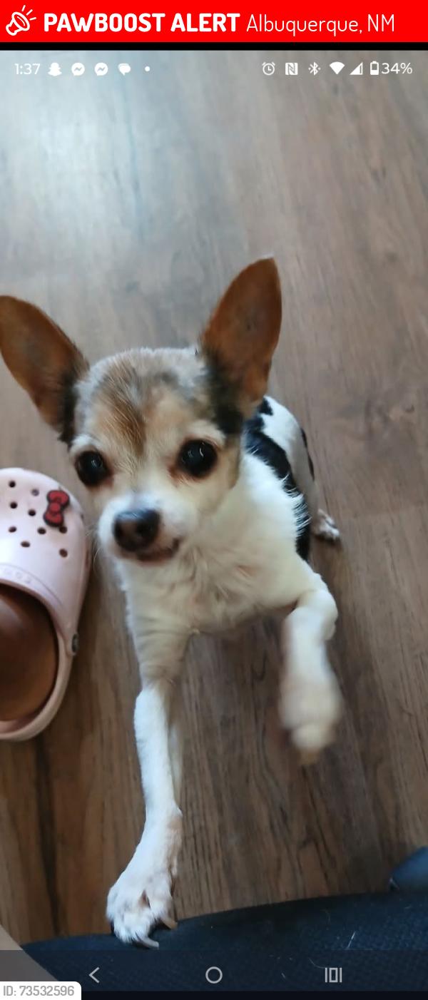 Lost Female Dog last seen Rio Grande High School, Albuquerque, NM 87105
