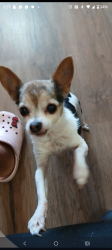 Lost Female Dog last seen Rio Grande High School, Albuquerque, NM 87105