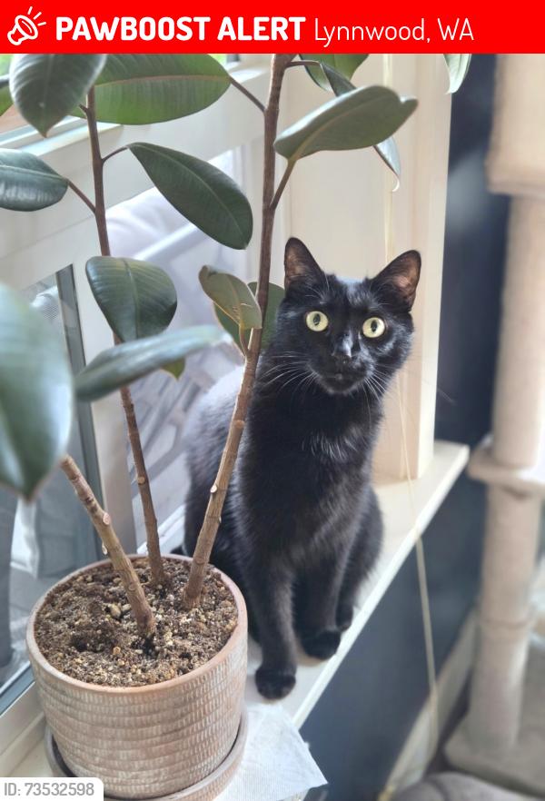 Lost Female Cat last seen 165th Pl & 52nd, near Beverly elementary (we live just behind the school), Lynnwood, WA 98037