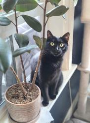 Lost Female Cat last seen 165th Pl & 52nd, near Beverly elementary (we live just behind the school), Lynnwood, WA 98037