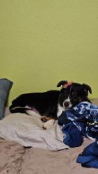 Reunited Female Dog last seen NW 36th St and County Line, Oklahoma City, OK 73179