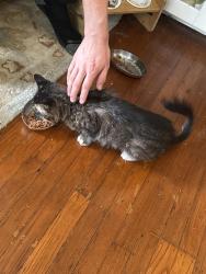 Reunited Female Cat last seen Grand Ave & Ellita Ave, Oakland, CA 94610