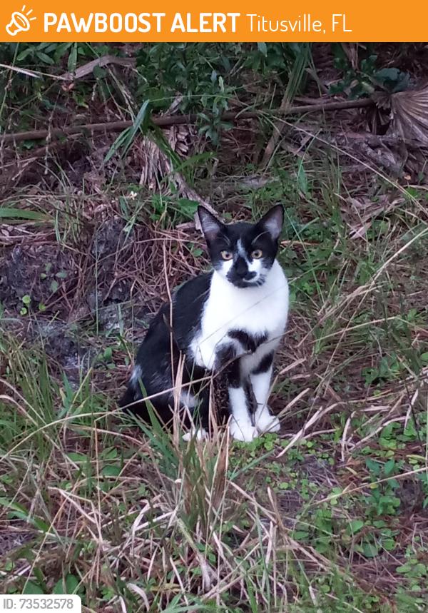 Found/Stray Unknown Cat last seen Fox Lake Park, Titusville FL - across from the first large pavilion on the left as you enter the park. Near one of the wooden posts in front of the wooded area., Titusville, FL 32780
